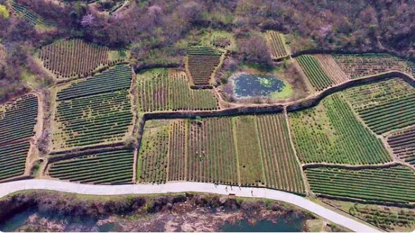 关于孝昌：10万亩茶园管护忙 专家“把脉”送良方的内容(2)