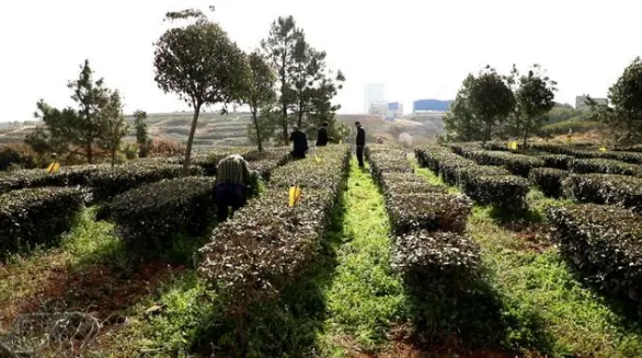 关于孝昌：10万亩茶园管护忙 专家“把脉”送良方的内容(6)