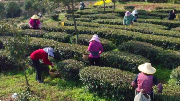 关于孝昌：10万亩茶园管护忙 专家“把脉”送良方的内容(4)