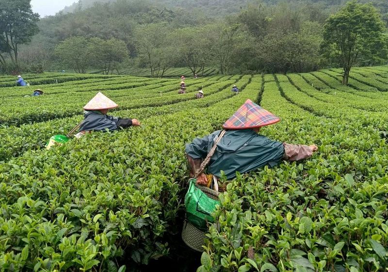 关于 英德春茶开采，今年有望增产20%的最新消息
