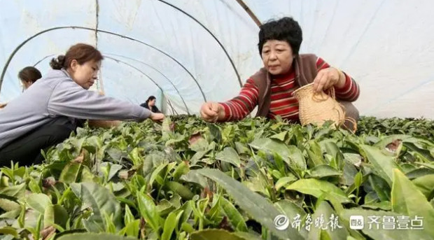 有关于即墨鳌山千亩春茶开采，干茶每斤千元以上的相关信息