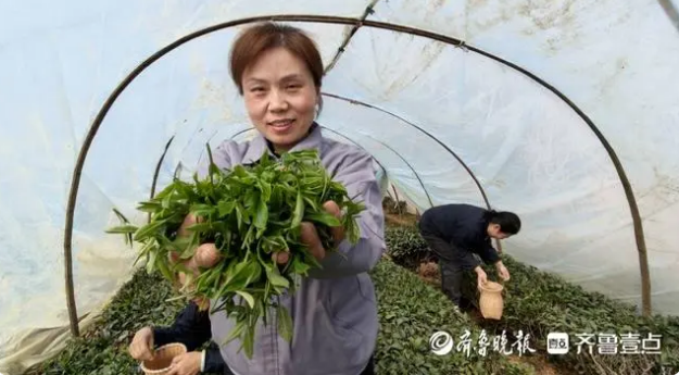 有关于即墨鳌山千亩春茶开采，干茶每斤千元以上的相关信息(1)