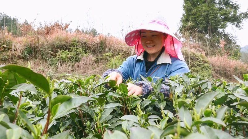 有关于凤冈：50万亩春茶陆续进入开采期的资讯(2)