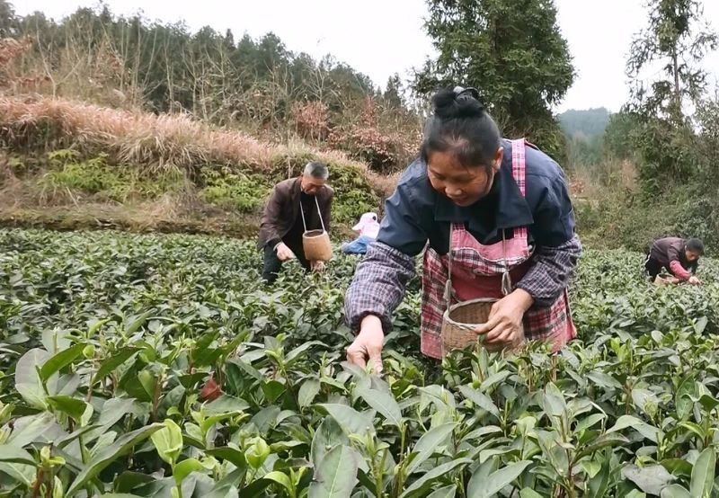 有关于凤冈：50万亩春茶陆续进入开采期的资讯(1)