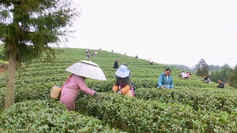 有关于凤冈：50万亩春茶陆续进入开采期的资讯(7)