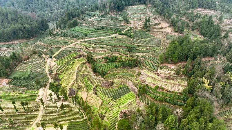 有关于凤冈：50万亩春茶陆续进入开采期的资讯