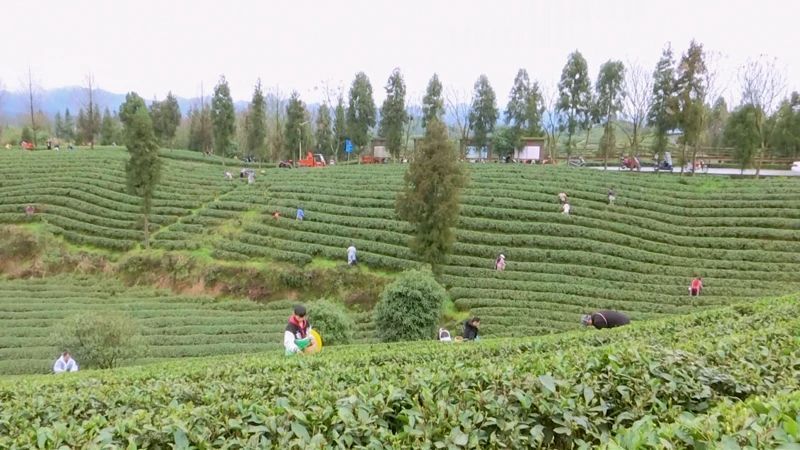 有关于凤冈：50万亩春茶陆续进入开采期的资讯(5)