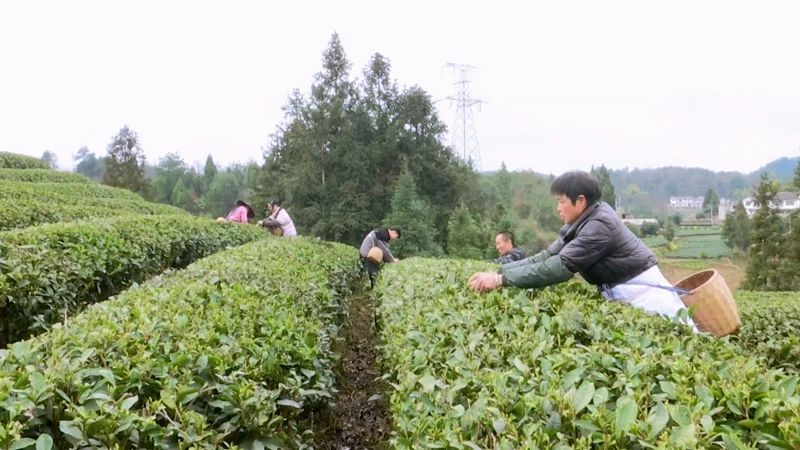 有关于凤冈：50万亩春茶陆续进入开采期的资讯(6)