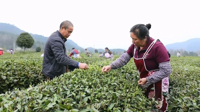 有关于凤冈：50万亩春茶陆续进入开采期的资讯(4)