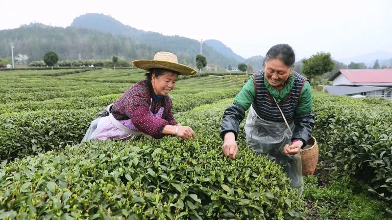 有关于凤冈：50万亩春茶陆续进入开采期的资讯(3)