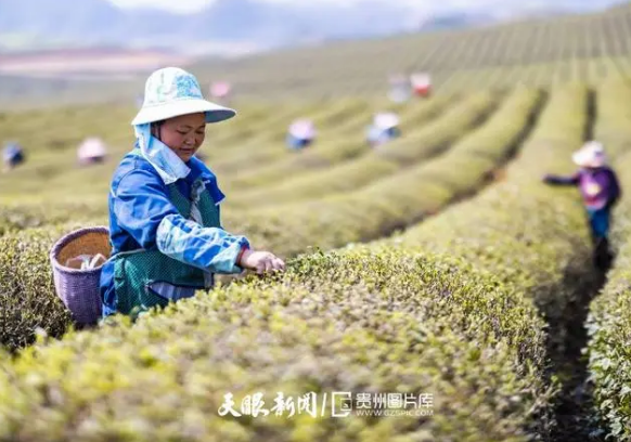 关于安顺：茶园添新绿春茶采摘忙的消息(1)