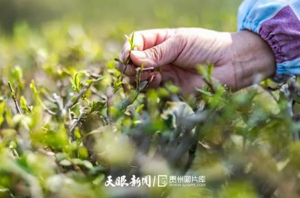 关于安顺：茶园添新绿春茶采摘忙的消息