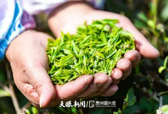 关于安顺：茶园添新绿春茶采摘忙的消息(4)