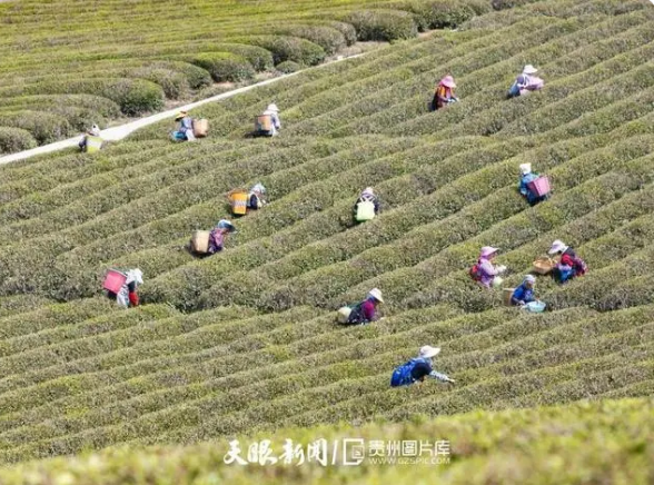 关于安顺：茶园添新绿春茶采摘忙的消息(3)