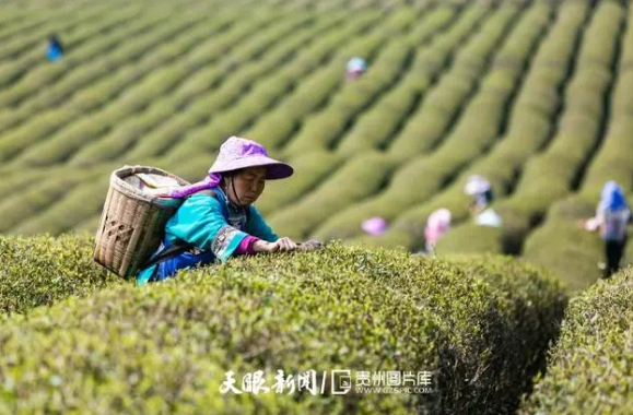 关于安顺：茶园添新绿春茶采摘忙的消息(2)