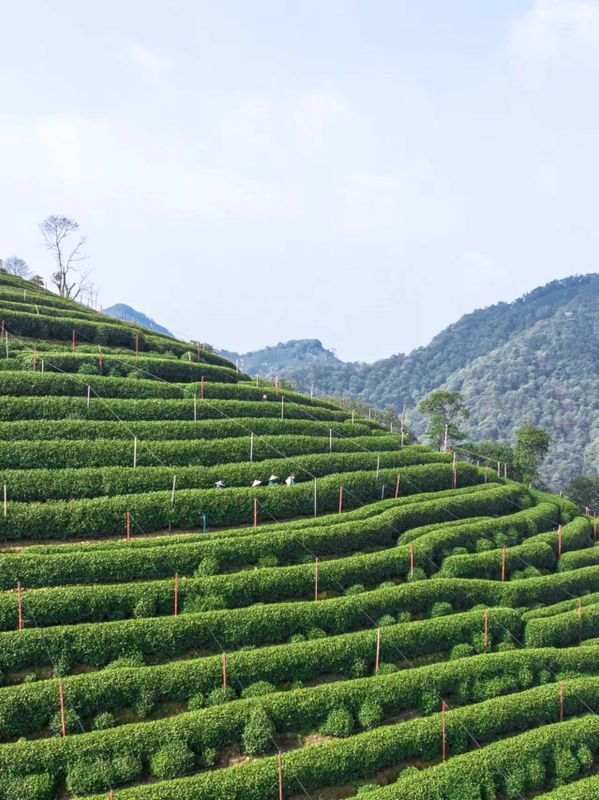 关于西湖龙井茶基地一级保护区今日开采了的相关信息(4)