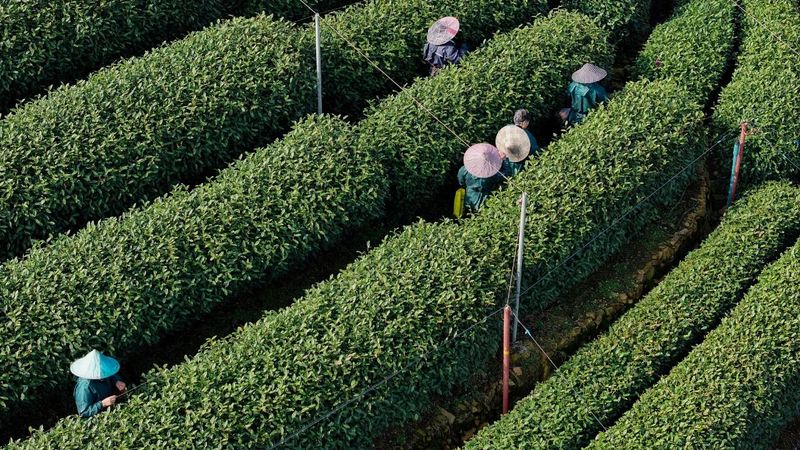 关于西湖龙井茶基地一级保护区今日开采了的相关信息(5)