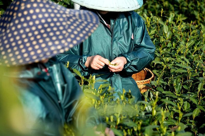 关于西湖龙井茶基地一级保护区今日开采了的相关信息(2)