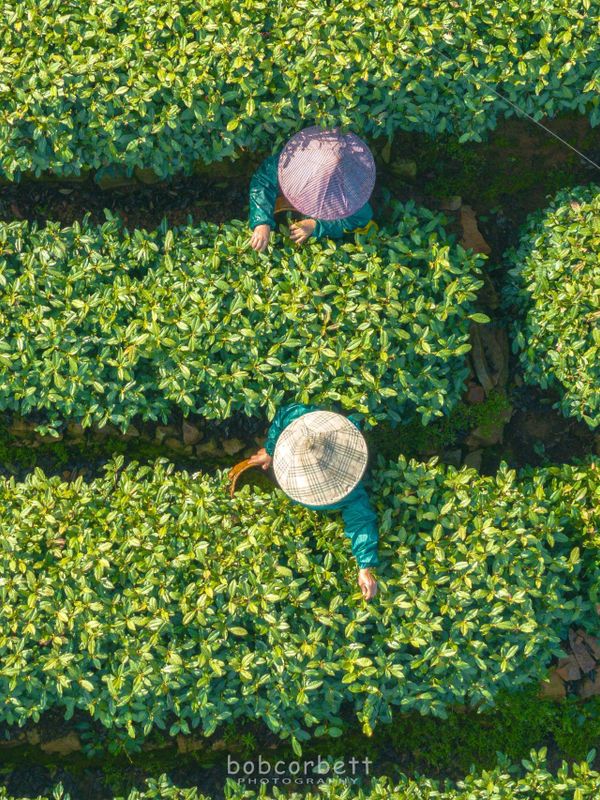 关于西湖龙井茶基地一级保护区今日开采了的相关信息
