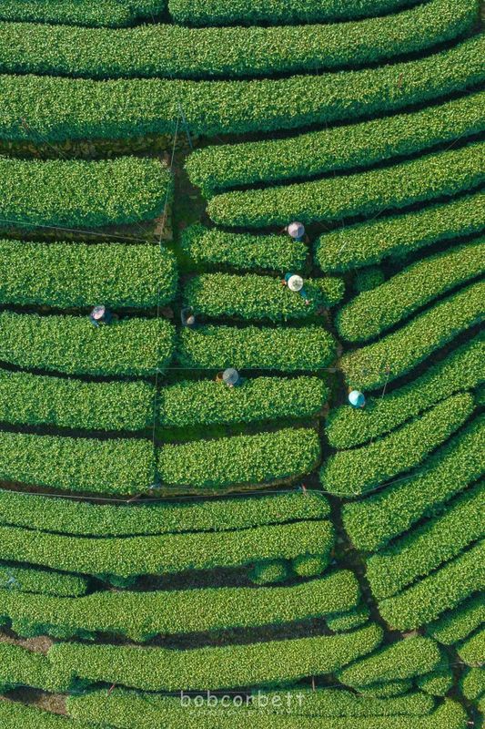 关于西湖龙井茶基地一级保护区今日开采了的相关信息(3)