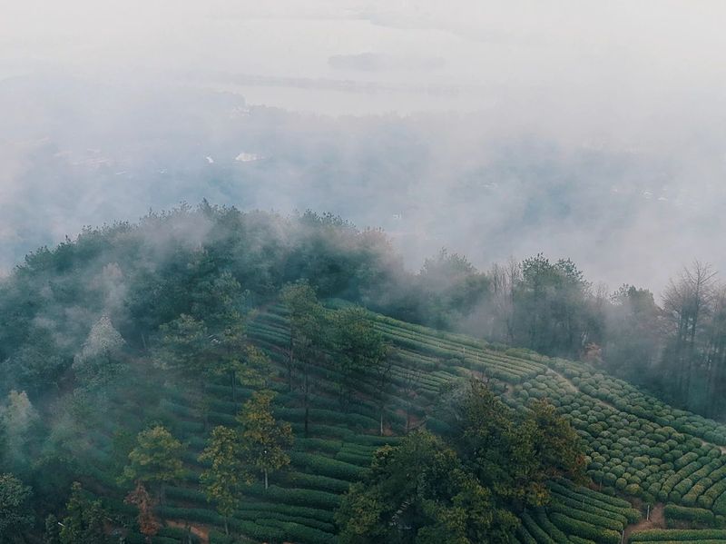 关于西湖龙井茶基地一级保护区今日开采了的相关信息(6)