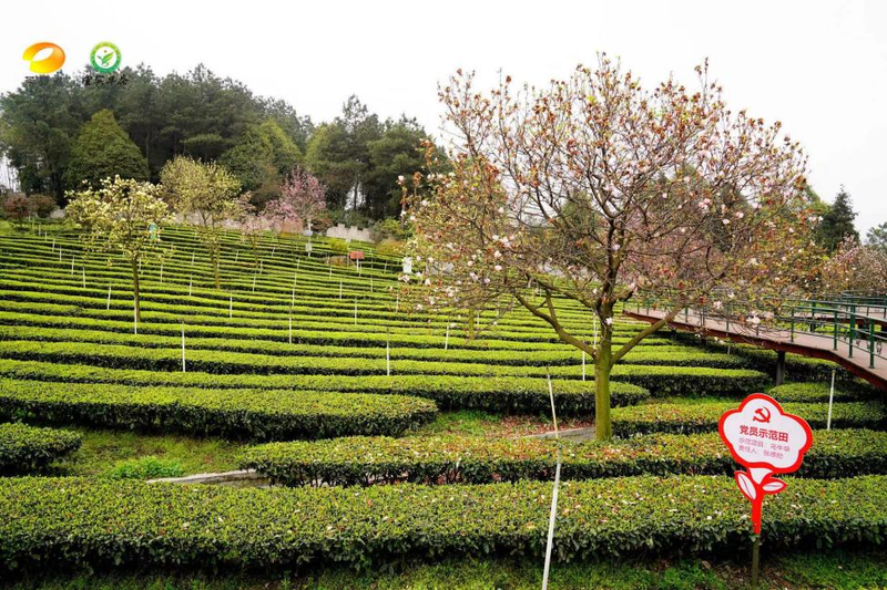 有关于南方有嘉木，早茶最宜宾——2024年宜宾早茶产销会成功举办的消息(8)