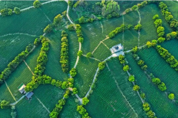 有关于又是一年春茶香 宜兴阳羡春茶“抢鲜”开采的信息(1)