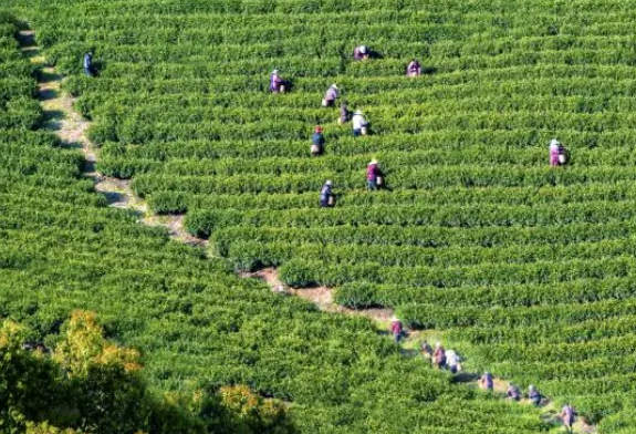 有关于又是一年春茶香 宜兴阳羡春茶“抢鲜”开采的信息(2)