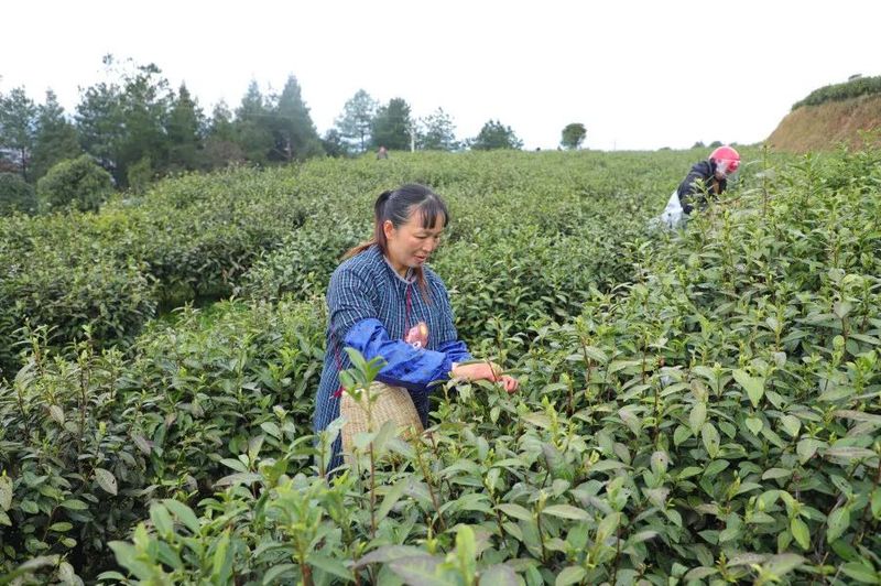 有关于印江26.5万亩春茶了陆续开采的相关信息(4)