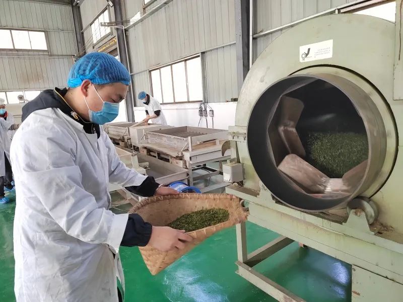 有关于印江26.5万亩春茶了陆续开采的相关信息(6)