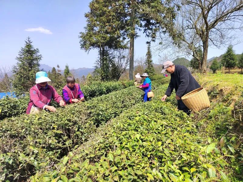 有关于印江26.5万亩春茶了陆续开采的相关信息(1)