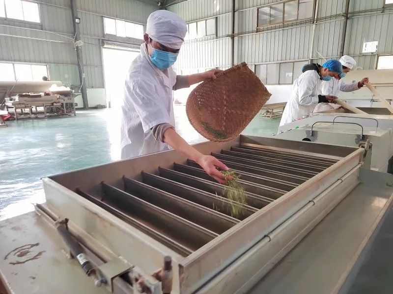 有关于印江26.5万亩春茶了陆续开采的相关信息(5)