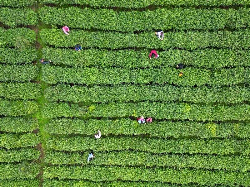 有关于印江26.5万亩春茶了陆续开采的相关信息