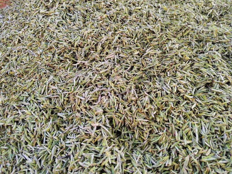 有关于印江26.5万亩春茶了陆续开采的相关信息(7)