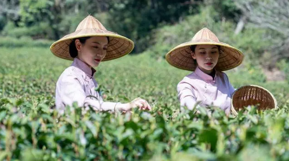 有关于品味独特茶文化 西湖龙井开茶节在杭州举办的内容