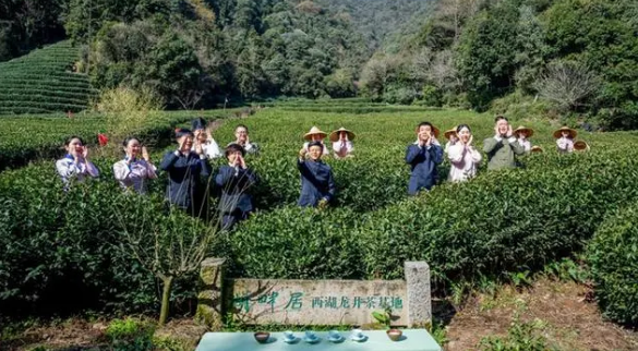 有关于品味独特茶文化 西湖龙井开茶节在杭州举办的内容(5)