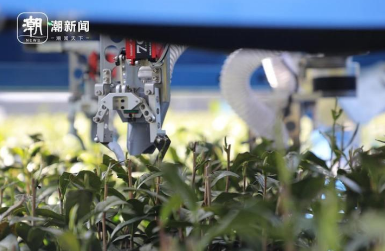 关于杭州茶园龙井芽叶，被机器人采下的消息(1)