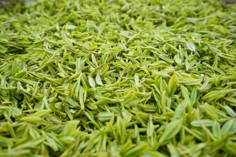 有关于金沙县 嫩芽满枝头 茶农采茶忙的相关内容(3)