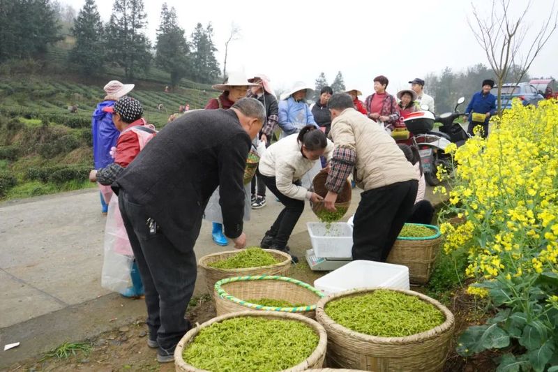 有关于金沙县 嫩芽满枝头 茶农采茶忙的相关内容(2)