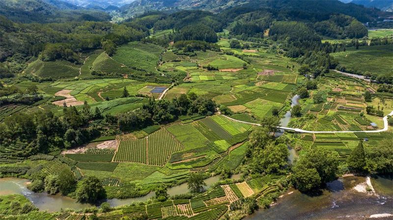 关于聚焦！“三茶”统筹发展座谈交流会即将在福建武夷山举办的相关信息(1)