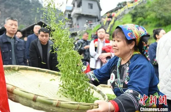关于非遗村茶大赛 湖南湘西14支制茶队指尖较量“真功夫”的最新消息