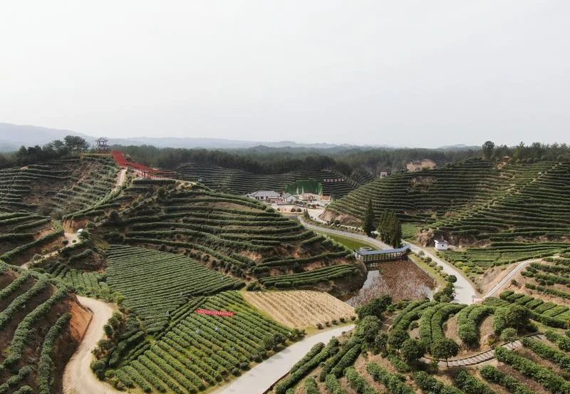 关于城固：16.5万亩茶园“抢鲜”采摘春茶的最新消息(1)