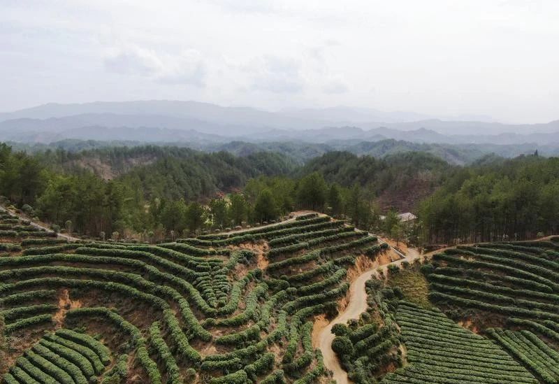 关于城固：16.5万亩茶园“抢鲜”采摘春茶的最新消息(3)