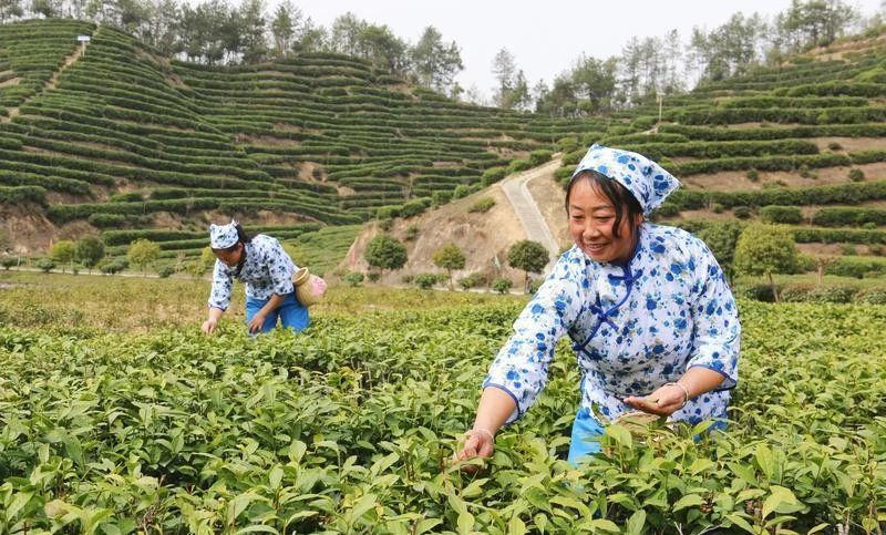 关于城固：16.5万亩茶园“抢鲜”采摘春茶的最新消息(5)