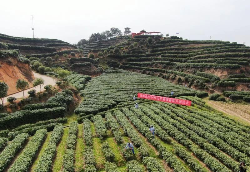 关于城固：16.5万亩茶园“抢鲜”采摘春茶的最新消息(2)