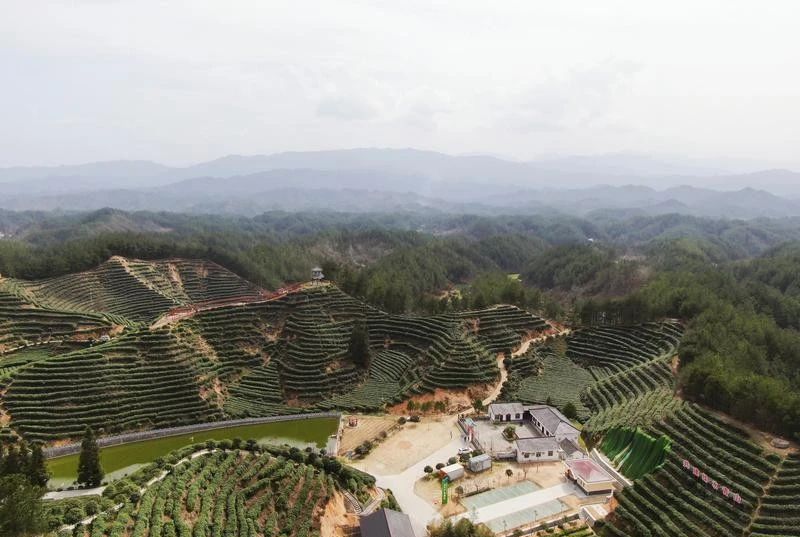 关于城固：16.5万亩茶园“抢鲜”采摘春茶的最新消息