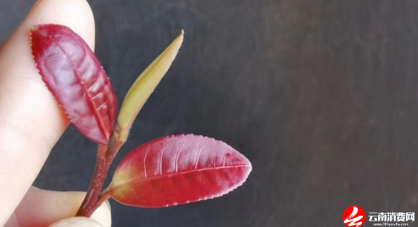 关于云南省民族茶文化研究会发布—— 云茶价格指数暨云南省2024年1024个村寨春茶预报价的新闻(7)