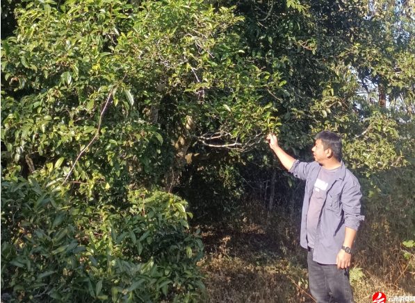 关于云南省民族茶文化研究会发布—— 云茶价格指数暨云南省2024年1024个村寨春茶预报价的新闻(16)