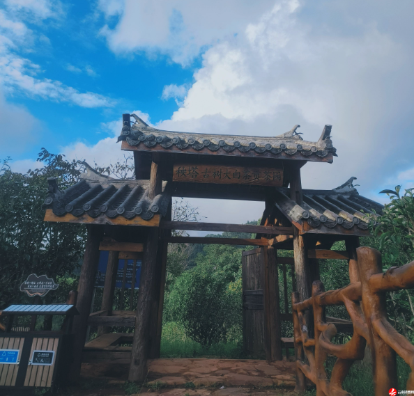 关于云南省民族茶文化研究会发布—— 云茶价格指数暨云南省2024年1024个村寨春茶预报价的新闻(13)