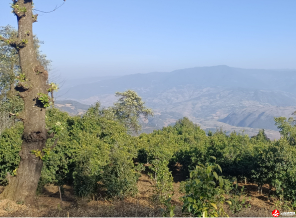 关于云南省民族茶文化研究会发布—— 云茶价格指数暨云南省2024年1024个村寨春茶预报价的新闻(15)